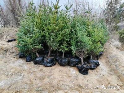 那山，那樹(shù)，那人