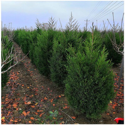 蜀檜種植指南 從苗木選購(gòu)到繁育管理