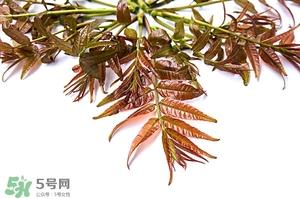 香椿樹(shù)的發(fā)芽與種植時(shí)間