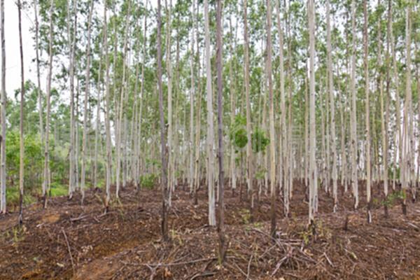 桉樹種植園的科學種植與管理
