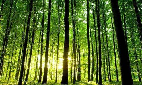 如果地球上的樹木在一夜間消失