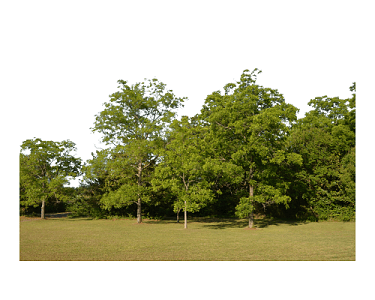 森林之魂——論樹(shù)木在生態(tài)系統(tǒng)中的基石作用