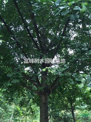 桂林山水間的綠色詩(shī)篇——探尋桂林樹(shù)木的生態(tài)與人文意蘊(yùn)