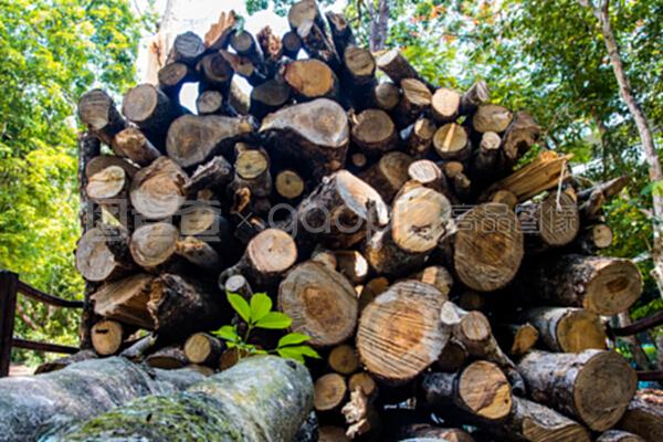 從參天大樹(shù)到精工良木 探索木材制作的奧秘